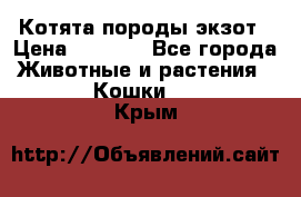 Котята породы экзот › Цена ­ 7 000 - Все города Животные и растения » Кошки   . Крым